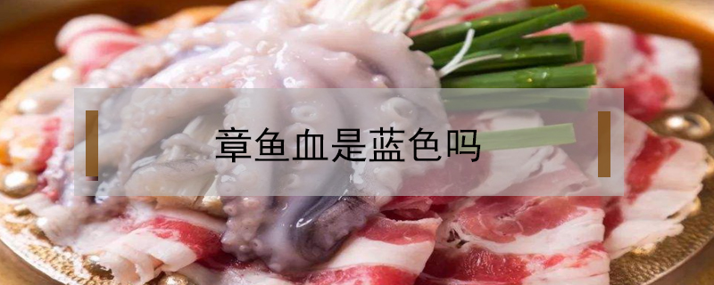章魚血是藍(lán)色嗎