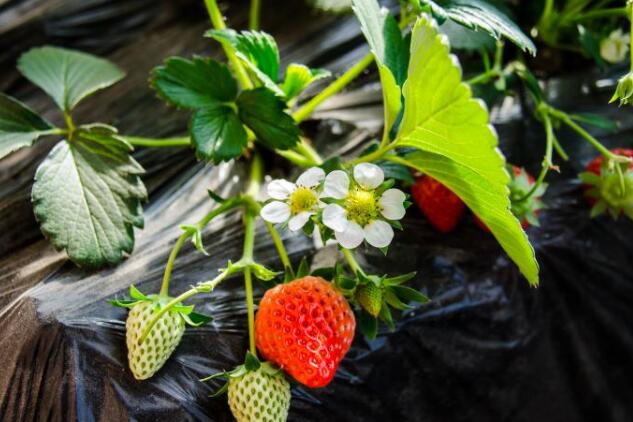草莓圖片，草莓開花圖片，野草莓圖片