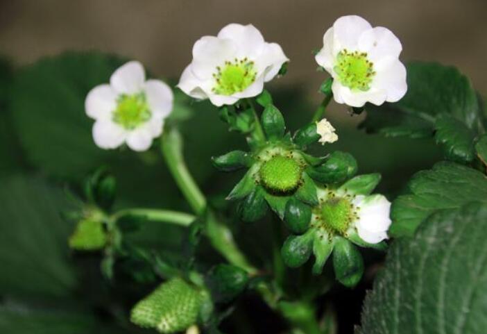 草莓圖片，草莓開花圖片，野草莓圖片