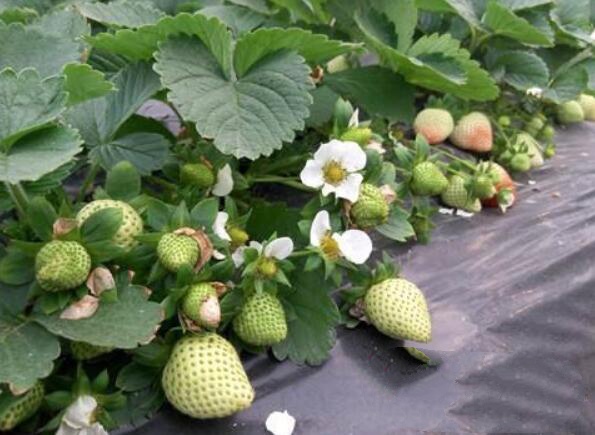 草莓圖片，草莓開花圖片，野草莓圖片