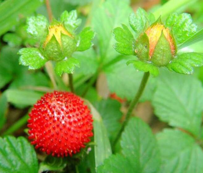 草莓圖片，草莓開花圖片，野草莓圖片