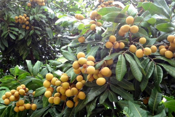龍眼樹(shù)什么時(shí)候結(jié)果 龍眼樹(shù)種多久開(kāi)花結(jié)果