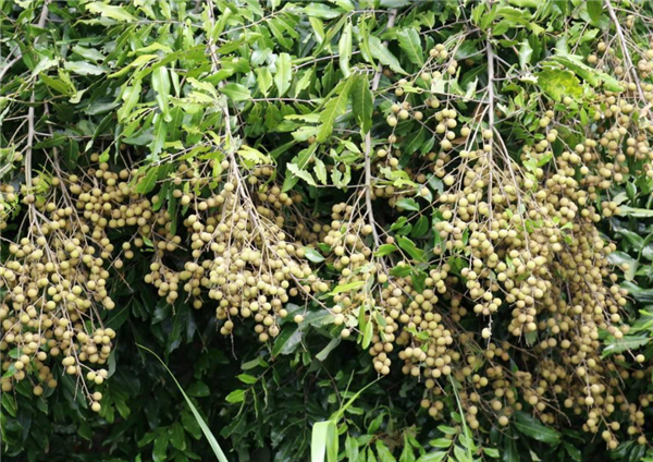 龍眼樹(shù)什么時(shí)候結(jié)果 龍眼樹(shù)種多久開(kāi)花結(jié)果