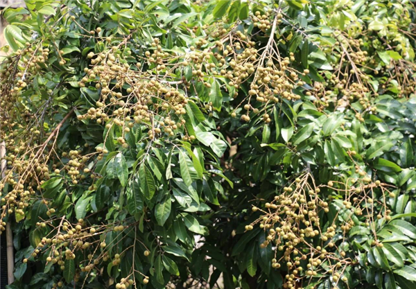 龍眼樹(shù)什么時(shí)候結(jié)果 龍眼樹(shù)種多久開(kāi)花結(jié)果