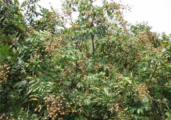 龍眼樹(shù)什么時(shí)候結(jié)果 龍眼樹(shù)種多久開(kāi)花結(jié)果