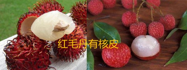 紅毛丹和荔枝的區別,快速教你辨別紅毛丹和荔枝
