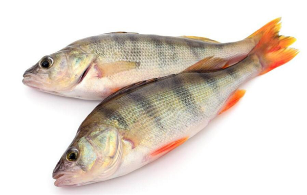 鱸魚(yú)是海魚(yú)還是淡水魚(yú)，鱸魚(yú)既有淡水魚(yú)也有海魚(yú)