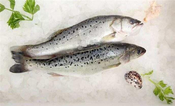 鱸魚(yú)是海魚(yú)還是淡水魚(yú)，鱸魚(yú)既有淡水魚(yú)也有海魚(yú)