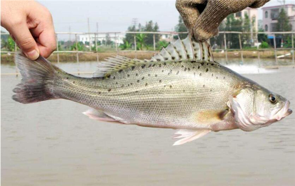 選購(gòu)鱸魚的方法大全，完全掌握鱸魚的選購(gòu)技巧