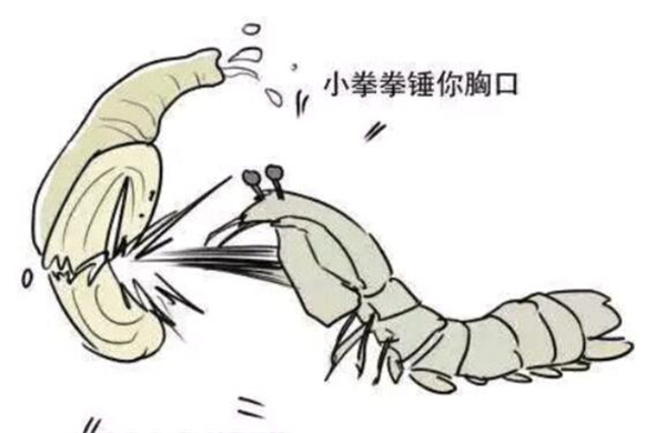 皮皮蝦名字的由來，皮皮蝦原來是網紅藝名