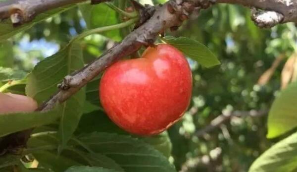 雞心櫻桃是什么品種，雞心櫻桃山東煙臺(tái)地區(qū)位列第三位