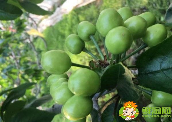 山東煙臺(tái)的櫻桃什么時(shí)候成熟，煙臺(tái)櫻桃成熟的季節(jié)初夏4月中旬