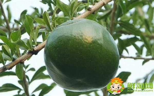 鐵西瓜能吃嗎，鐵西瓜有什么作用