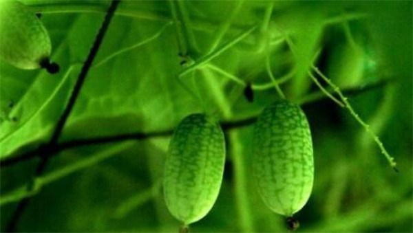 拇指西瓜怎么吃，拇指西瓜什么味道