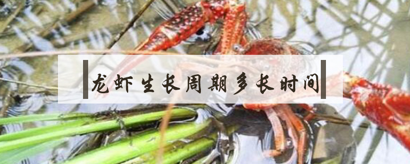 龍蝦生長周期多長時(shí)間