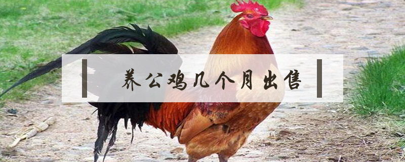 養(yǎng)公雞幾個月出售