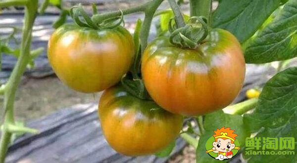 鐵皮柿子和西紅柿有什么區(qū)別，鐵皮柿子沒熟為什么也好吃
