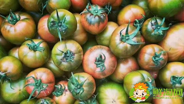 鐵皮柿子和西紅柿有什么區(qū)別,鐵皮柿子沒熟為什么也好吃