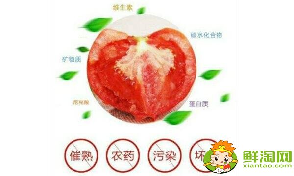 鐵皮柿子和西紅柿有什么區(qū)別，鐵皮柿子沒熟為什么也好吃