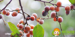 果子很小的柿子是什么品種，最小的柿子叫什么
