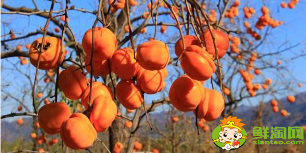 紅柿與春桃有什么區(qū)別，柿子和普通西紅柿的區(qū)別