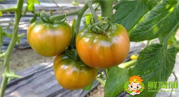 鐵皮西紅柿的特點,鐵皮柿子營養(yǎng)成分