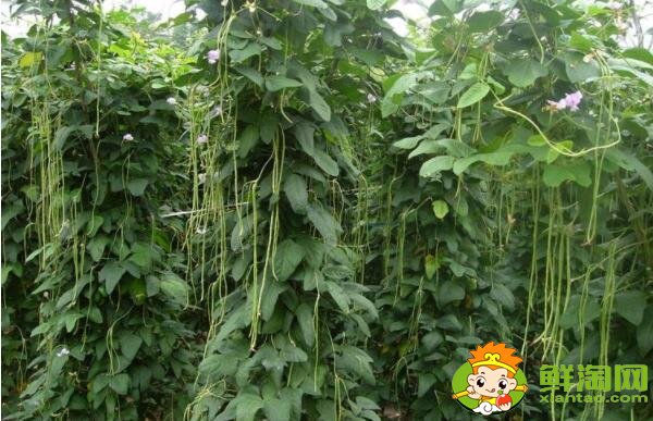 豆角為什么會回奶，減肥為什么不能吃豆角