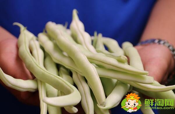 各種豆角圖片和名稱，適合北方種的各種豆角圖片