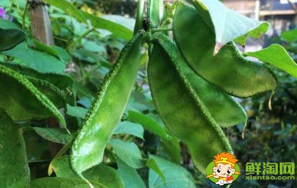 各種豆角圖片和名稱，適合北方種的各種豆角圖片