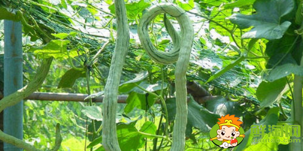 蛇形豆角是什么樣子的,蛇形豆角的種法