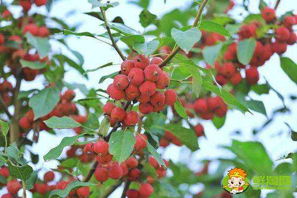 海棠果有毒嗎，花紅果和海棠果的區(qū)別