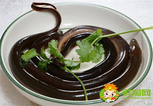一天釣黃鱔最佳時(shí)間,山鱔魚與鱔魚有什么不同