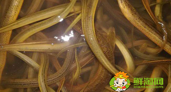 一天釣黃鱔最佳時(shí)間,山鱔魚與鱔魚有什么不同