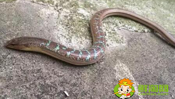 一天釣黃鱔最佳時(shí)間，山鱔魚與鱔魚有什么不同