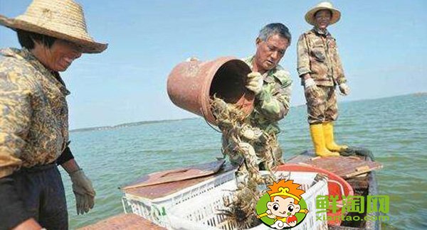 梁子湖大閘蟹什么時候吃,梁子湖大閘蟹季節