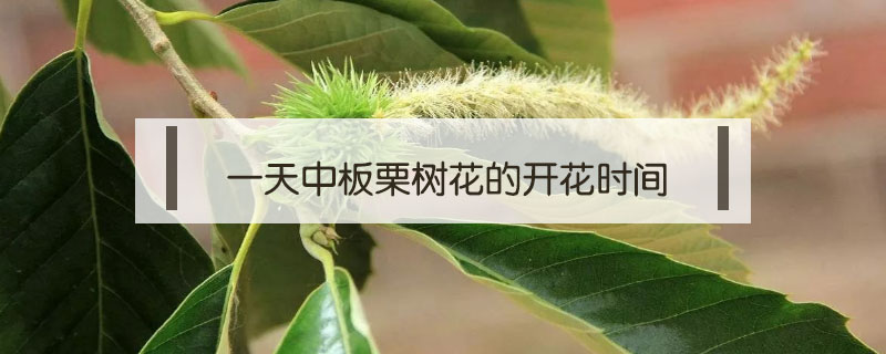 一天中板栗樹花的開花時(shí)間