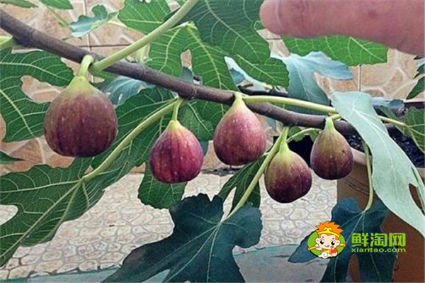 無花果在哪里生長，無花果生長與熱帶和溫帶地區
