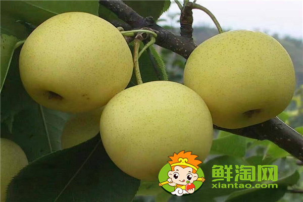 梨湯怎么保存，新鮮的梨子應該怎么保存