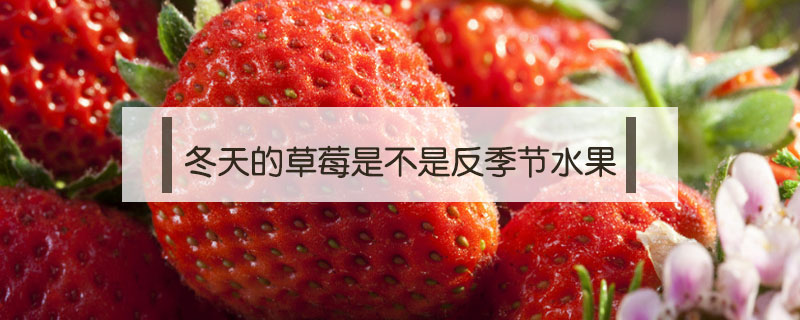 冬天的草莓是不是反季節(jié)水果