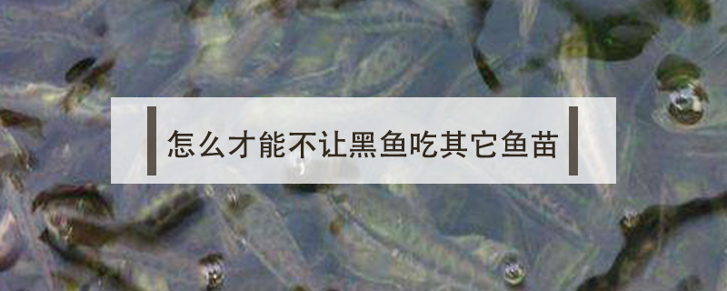 怎么才能不讓黑魚(yú)吃其它魚(yú)苗