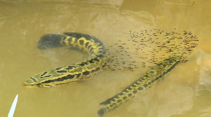 怎么才能不讓黑魚(yú)吃其它魚(yú)苗