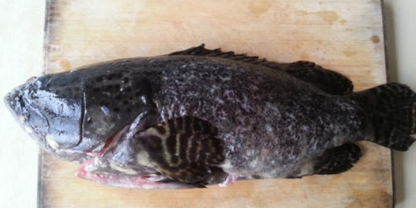 龍躉和石斑魚區別