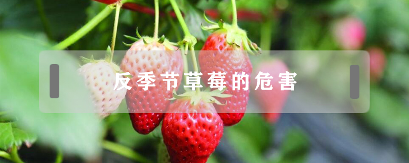 反季節(jié)草莓的危害
